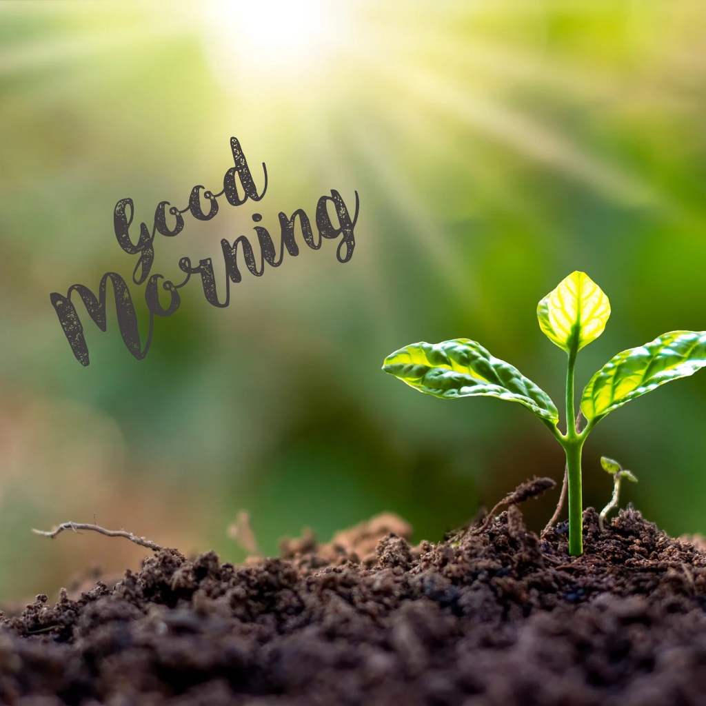 unlight on a young seedling in soil with “Good Morning”
Morning sunlight illuminating a fresh green seedling sprouting from rich soil, overlaid with the words “Good Morning.”