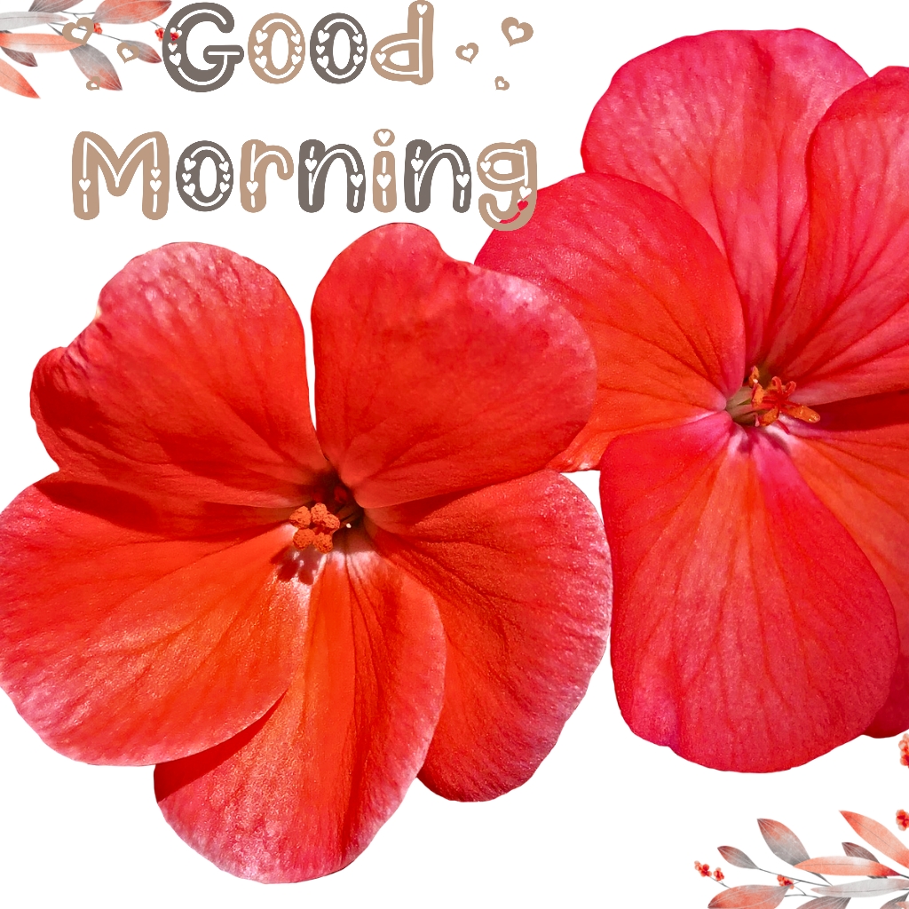 Decorative red flowers with subtle “Good Morning” greeting
Close-up of decorative red flower petals with a subtle “Good Morning” message in muted beige text.